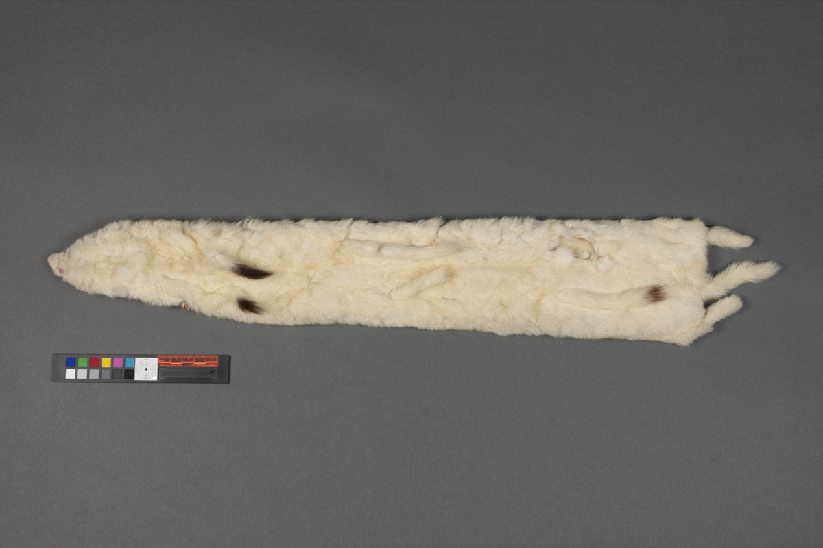 pelt