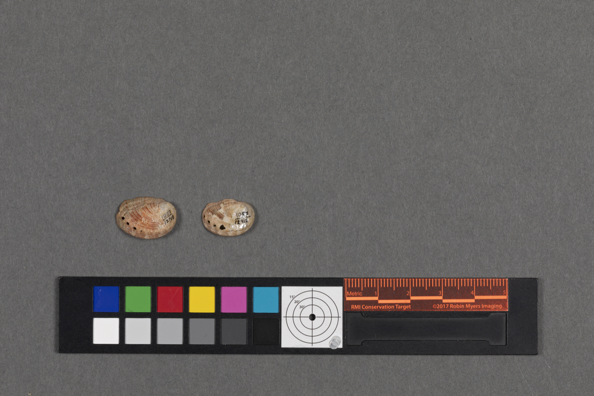 Abalone Shell